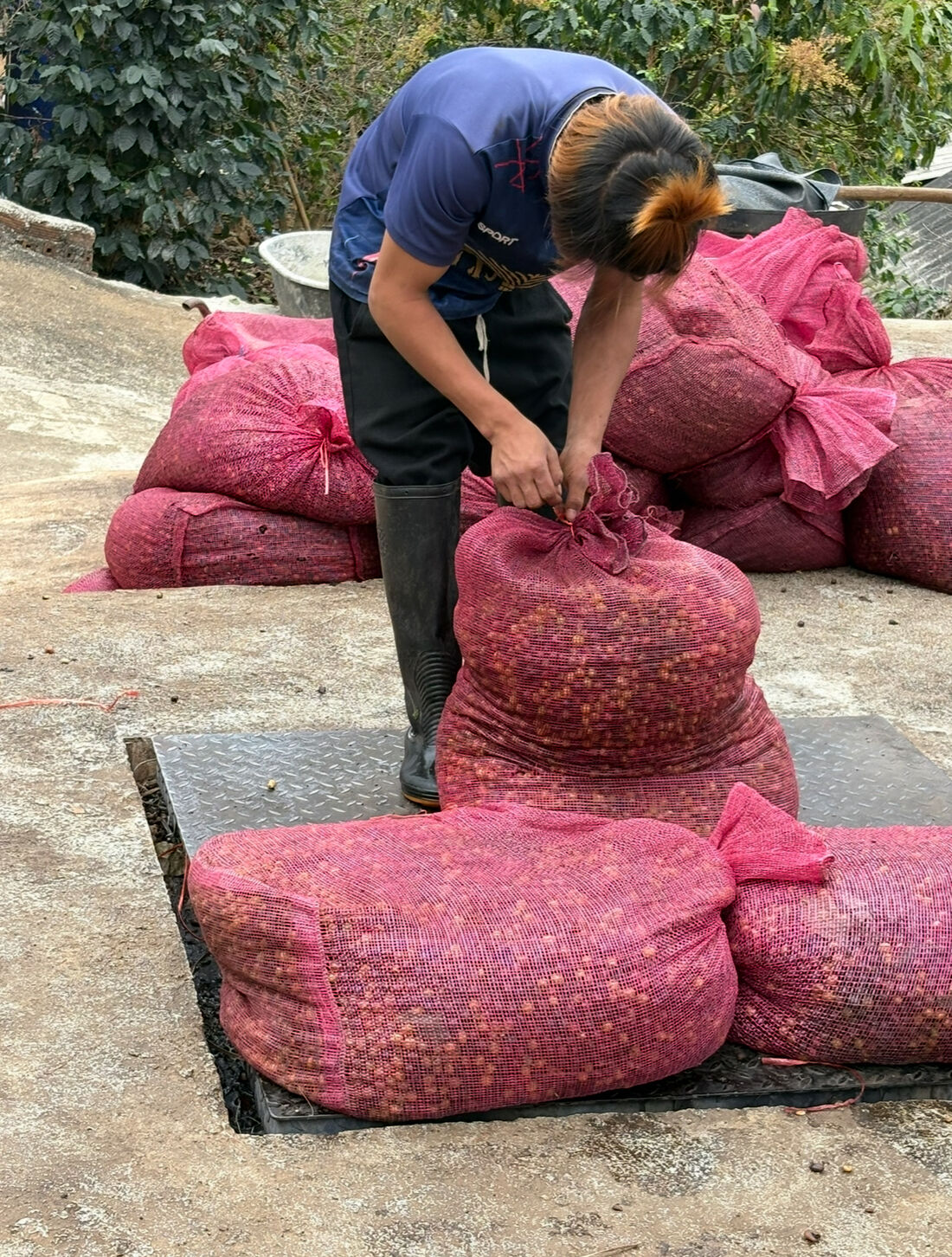 Productor cerrando sacos de cerezas de café tras la cosecha